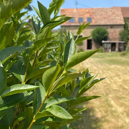 Appartement Zum Schockelgaul Ein Pfalzjuwel In Forst ! Weinberge Und Pfaelzer Wald Vor Der Haustuer ! Etliche Restaurants Und Weingueter 1-5 Min *