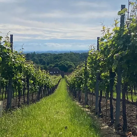 Zum Schockelgaul Ein Pfalzjuwel In Forst ! Weinberge Und Pfaelzer Wald Vor Der Haustuer ! Etliche Restaurants Und Weingueter 1-5 Min Forst an der Weinstrasse