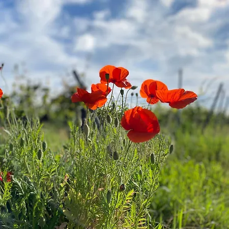 Zum Schockelgaul Forst an der Weinstrasse