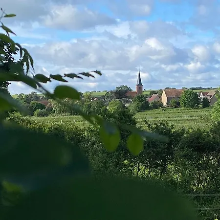 Zum Schockelgaul Ein Pfalzjuwel In Forst ! Weinberge Und Pfaelzer Wald Vor Der Haustuer ! Etliche Restaurants Und Weingueter 1-5 Min