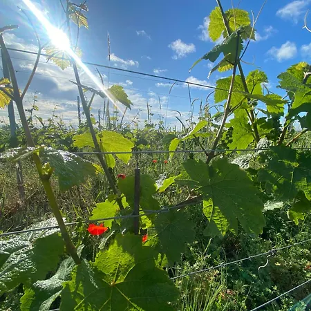 Zum Schockelgaul * Forst an der Weinstrasse