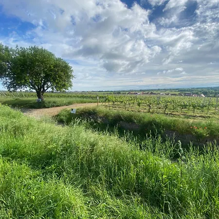 公寓 Zum Schockelgaul Ein Pfalzjuwel In Forst ! Weinberge Und Pfaelzer Wald Vor Der Haustuer ! Etliche Restaurants Und Weingueter 1-5 Min