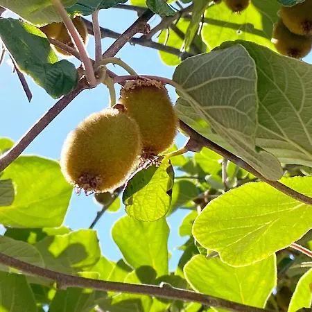 Zum Schockelgaul Ein Pfalzjuwel In Forst ! Weinberge Und Pfaelzer Wald Vor Der Haustuer ! Etliche Restaurants Und Weingueter 1-5 Min 公寓 *