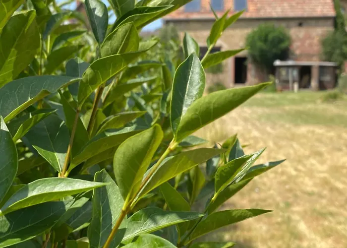 Apartmán Zum Schockelgaul Ein Pfalzjuwel In Forst ! Weinberge Und Pfaelzer Wald Vor Der Haustuer ! Etliche Restaurants Und Weingueter 1-5 Min *