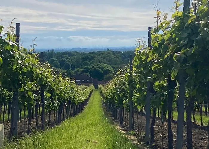 Zum Schockelgaul Ein Pfalzjuwel In Forst ! Weinberge Und Pfaelzer Wald Vor Der Haustuer ! Etliche Restaurants Und Weingueter 1-5 Min Forst an der Weinstrasse