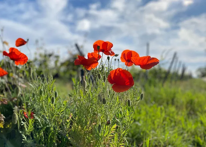 Zum Schockelgaul Ein Pfalzjuwel In Forst ! Weinberge Und Pfaelzer Wald Vor Der Haustuer ! Etliche Restaurants Und Weingueter 1-5 Min Forst an der Weinstrasse