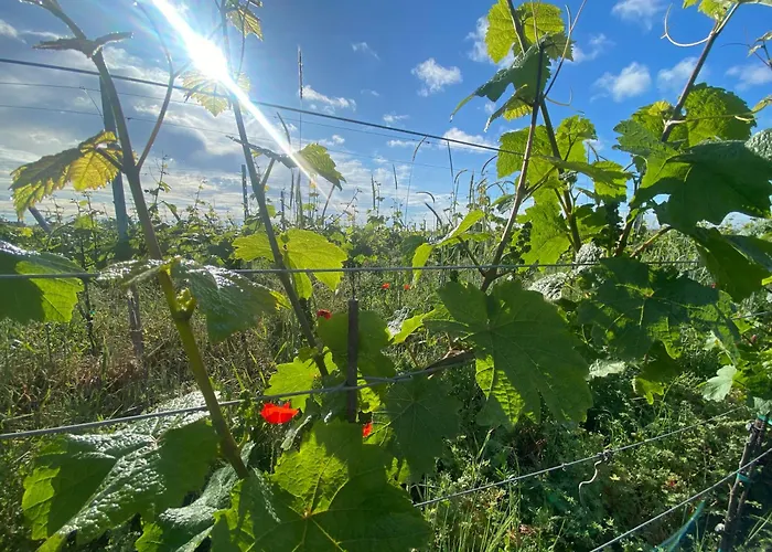 Zum Schockelgaul * Forst an der Weinstrasse