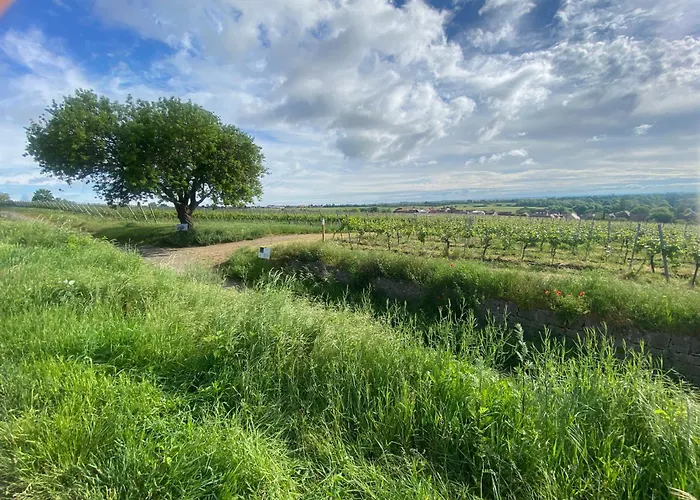 Apartmán Zum Schockelgaul Ein Pfalzjuwel In Forst ! Weinberge Und Pfaelzer Wald Vor Der Haustuer ! Etliche Restaurants Und Weingueter 1-5 Min