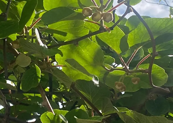 Apartmán Zum Schockelgaul Ein Pfalzjuwel In Forst ! Weinberge Und Pfaelzer Wald Vor Der Haustuer ! Etliche Restaurants Und Weingueter 1-5 Min Forst an der Weinstrasse