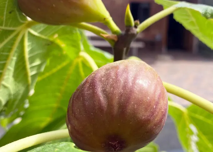 Zum Schockelgaul Ein Pfalzjuwel In Forst ! Weinberge Und Pfaelzer Wald Vor Der Haustuer ! Etliche Restaurants Und Weingueter 1-5 Min Apartmán Forst an der Weinstrasse