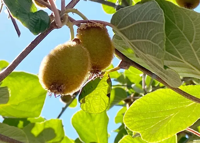 Zum Schockelgaul Ein Pfalzjuwel In Forst ! Weinberge Und Pfaelzer Wald Vor Der Haustuer ! Etliche Restaurants Und Weingueter 1-5 Min Apartmán *